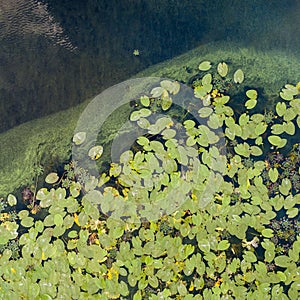 Aerial view of pond with yellow waterlily flowers, green leaf, duckweed in a summer day. Photo from the drone.