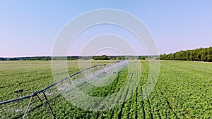 Aerial view. Potato field irrigated by pivot sprinkler system. modern watering, irrigation system technologies in work