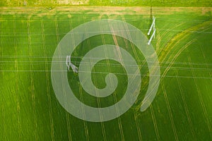 Aerial view of Power Lines: High-voltage power line over a growing barley field in Eastern Thuringia in springtime