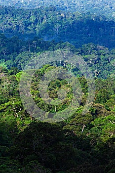 Aerial view of primeval tropical forest in the morning