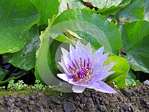 Aerial view of purple lotus flower blooming with green leaves and water drops. Purple blooming water lily background. Vivid Violet