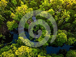 Aerial view of rainforest river in Amazonas Brazil