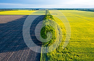 Aerial view of rapeseed blooming fields