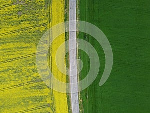 Aerial view rapeseed blooming. Yellow fields from above.