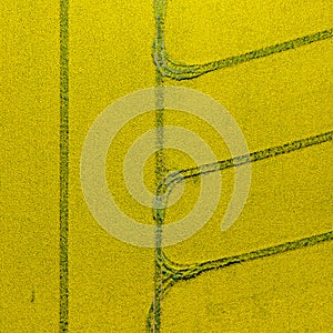 Aerial view rapeseed blooming. Yellow fields from above. Photo captured with drone