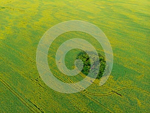 Aerial view of rapeseed field