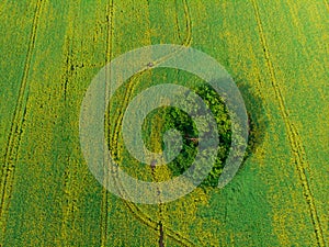 Aerial view of rapeseed field