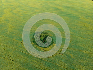 Aerial view of rapeseed field