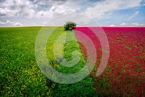 Aerial view of Rapeseed fields and red flowers crops on summer time