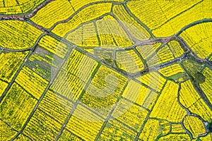 Aerial view of rapeseed flower blooming in farmland