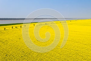 Aerial view of rapeseed flower field by river