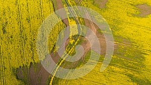 Aerial view of rapeseed flower field in spring. Field with canola.