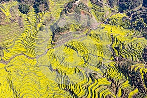 Aerial view of rapeseed flower terraced fields in spring