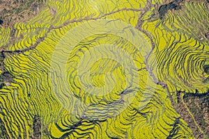 Aerial view of rapeseed flower terraced fields in spring