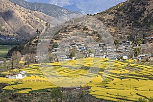 Aerial view of rapeseed flowers around ShiGu village near Lijiang . ShiGu is in Yunnan, China, and was part of the South Silk Road