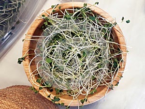Aerial view of Raw Green Organic sprouts in wooden bowl. Fresh sunflower Seeds sprout in Basket. Ready to Eat vegetarian food