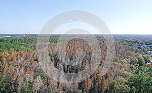 Aerial view of red leaf and winter tree