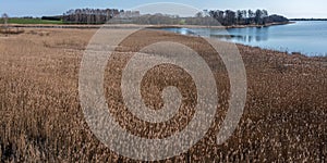 Aerial view of reed beds on the lake in spring