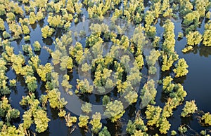 Aerial view of the reeds and willows during the flood in Kopacki rit Nature Park