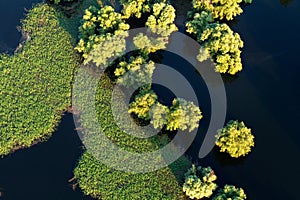 Aerial view of the reeds and willows during the flood in Kopacki rit Nature Park