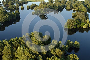 Aerial view of the reeds and willows during the flood in Kopacki rit Nature Park