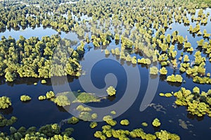 Aerial view of the reeds and willows during the flood in Kopacki rit Nature Park