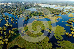 Aerial view of the reeds and willows during the flood in Kopacki rit Nature Park