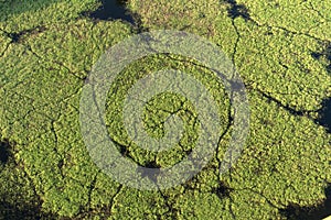 Aerial view of the reeds and willows during the flood in Kopacki rit Nature Park