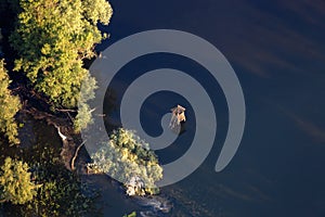 Aerial view of the reeds and willows during the flood in Kopacki rit Nature Park