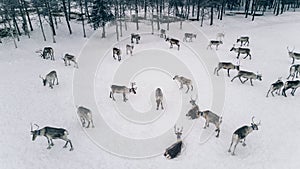 Aerial view of reindeer herd in winter Lapland Finland