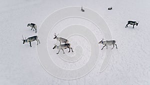 Aerial view of reindeer herd in winter Lapland Finland