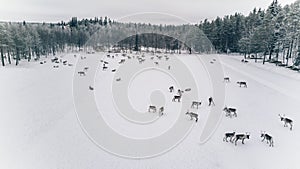 Aerial view of reindeer herd in winter Lapland Finland