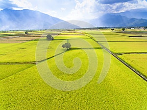 Aerial view of rice field .