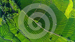 Aerial view of the rice field