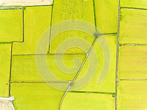 Aerial view of rice fields