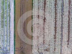 Aerial view of the rice fields.