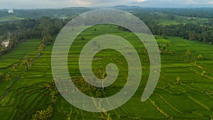 Aerial view of rice fields in Bali