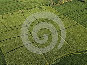 Aerial view of rice fields, Bali, Indonesia