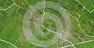 Aerial view of rice fields. Chishang.