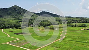 Aerial view of rice fields in countryside