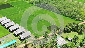 Aerial view of rice fields in countryside