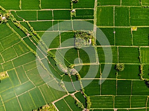 Aerial view of rice fields. Nature texture in Bali island