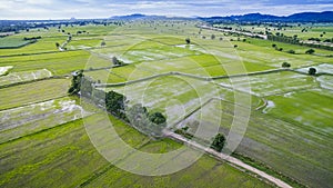 Aerial view of rice paddy field in kanchanaburi thailand