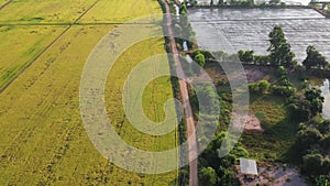 aerial view of rice paddy field in thailand