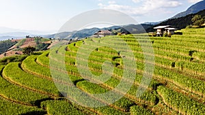 Aerial view of Rice terrace at Ban pa bong piang in Chiang mai Thailand