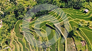 Aerial view of Rice Terrace field taken in Tegallalang, Bali Indonesia