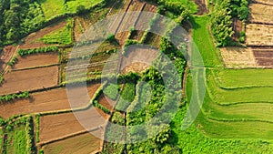 Aerial view of Rice terrace fields