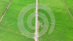 Aerial view of Rice terrace fields