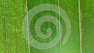 Aerial view of Rice terrace fields