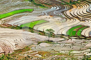 Aerial view of rice terraced fields in Y Ty, Lao Cai,Aerial view of rice terraced fields in Mu Cang Chai, Yen Bai